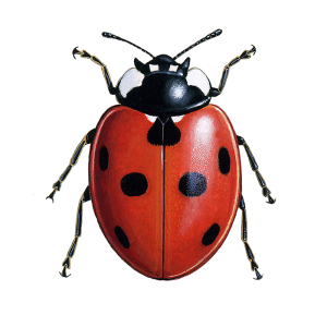 ladybird logo