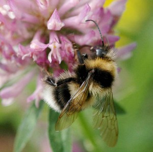 App ID Guide image showing bumblebee feeding on clover flower
